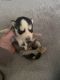 Siberian Husky Puppies for sale in Liberty, NY, USA. price: $1,500