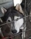 Siberian Husky Puppies for sale in Portland, IN 47371, USA. price: $100