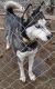 Siberian Husky Puppies for sale in Portland, IN 47371, USA. price: $500