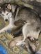 Siberian Husky Puppies for sale in Long Point, IL 61333, USA. price: $1,000