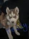 Siberian Husky Puppies for sale in Roy, UT, USA. price: $700