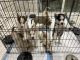 Siberian Husky Puppies for sale in Cape Coral, FL 33909, USA. price: $1,500