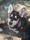 Siberian Husky Puppies for sale in Thornville, OH 43076, USA. price: $500