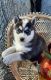 Siberian Husky Puppies for sale in Morgantown, WV 26508, USA. price: $600