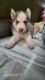Siberian Husky Puppies for sale in Uppuguda, Shiva Sai Nagar, Hyderabad, Telangana 500053, India. price: 40 INR