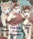 Siberian Husky Puppies for sale in Bagalakunte, Bengaluru, Karnataka, India. price: 16000 INR