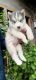 Siberian Husky Puppies for sale in Lucknow, Uttar Pradesh, India. price: 40000 INR
