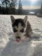 Siberian Husky Puppies for sale in Spokane, WA, USA. price: $500
