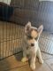 Siberian Husky Puppies for sale in Fort Myers, FL, USA. price: $1,500
