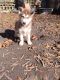 Siberian Husky Puppies for sale in Goose Creek, SC 29445, USA. price: $775