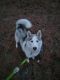 Siberian Husky Puppies for sale in Spirit Lake, ID 83869, USA. price: $500
