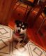 Siberian Husky Puppies for sale in Heritage Creek, KY 40219, USA. price: $800
