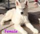 Siberian Husky Puppies for sale in Grand Junction, CO, USA. price: NA