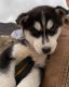 Siberian Husky Puppies for sale in Preston, ID 83263, USA. price: NA