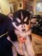 Siberian Husky Puppies for sale in Massillon, OH, USA. price: NA