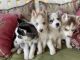 Siberian Husky Puppies for sale in Bryant, AL 35958, USA. price: $600