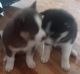 Siberian Husky Puppies for sale in Gaston County, NC, USA. price: $800