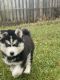 Siberian Husky Puppies for sale in Fort Wayne, IN, USA. price: $750