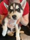 Siberian Husky Puppies for sale in Independence, MO 64055, USA. price: NA