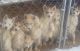 Siberian Husky Puppies for sale in Shelton, WA 98584, USA. price: NA