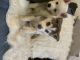 Siberian Husky Puppies for sale in Whittier, CA, USA. price: $850
