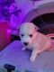Siberian Husky Puppies for sale in Graham, WA 98338, USA. price: $300