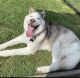Siberian Husky Puppies for sale in Scotchtown, NY 10941, USA. price: NA