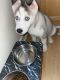 Siberian Husky Puppies for sale in Reston, VA, USA. price: $650