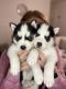 Siberian Husky Puppies for sale in Medford, OR, USA. price: $800