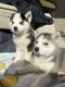Siberian Husky Puppies for sale in Vista, CA, USA. price: NA