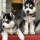Siberian Husky Puppies for sale in Indore, Madhya Pradesh, India. price: 12000 INR