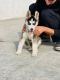 Siberian Husky Puppies for sale in Delhi, India. price: 29000 INR