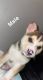 Siberian Husky Puppies for sale in 402 Klock St, Grandview, WA 98930, USA. price: $400