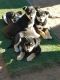 Siberian Husky Puppies for sale in Show Low, AZ 85901, USA. price: $100