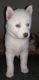 Siberian Husky Puppies for sale in Splendora, TX, USA. price: NA