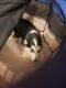 Siberian Husky Puppies for sale in Charlotte, NC 28208, USA. price: $800