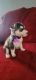 Siberian Husky Puppies for sale in E RNCHO DMNGZ, CA 90221, USA. price: NA