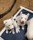 Siberian Husky Puppies for sale in Plainview, NY, USA. price: $2,250