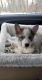 Siberian Husky Puppies for sale in Lakewood, NJ 08701, USA. price: $1,850