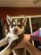 Siberian Husky Puppies for sale in Mentor-On-The-Lake, OH 44060, USA. price: NA