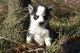 Siberian Husky Puppies for sale in Geneva, IN 46740, USA. price: NA
