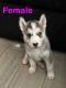 Siberian Husky Puppies for sale in Buckeye, AZ, USA. price: NA