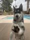 Siberian Husky Puppies for sale in 10007 N 36th Dr, Phoenix, AZ 85051, USA. price: NA