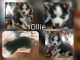 Siberian Husky Puppies for sale in Mt Ayr, IA 50854, USA. price: $350