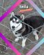 Siberian Husky Puppies for sale in Bryant, IN 47326, USA. price: NA