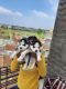 Siberian Husky Puppies for sale in Sahibzada Ajit Singh Nagar, Punjab, India. price: 80000 INR