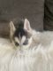 Siberian Husky Puppies for sale in Whittier, CA, USA. price: $650