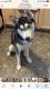 Siberian Husky Puppies for sale in Port Clinton, OH 43452, USA. price: $500