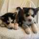 Siberian Husky Puppies for sale in Lakewood, WA, USA. price: $750