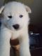 Siberian Husky Puppies for sale in Graham, WA 98338, USA. price: $800